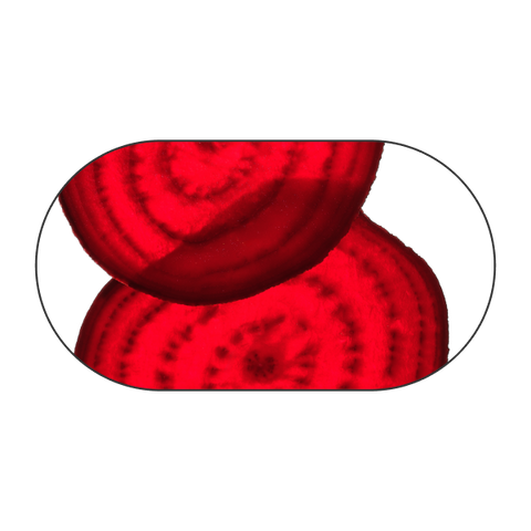 Punajuuri