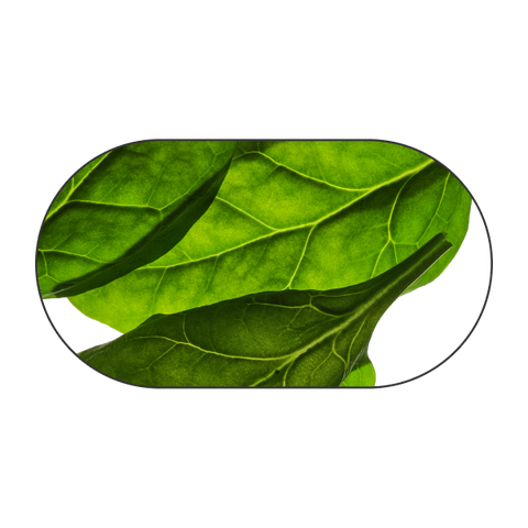 Pinaatti