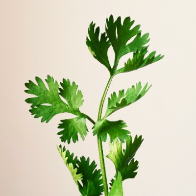 Parsley